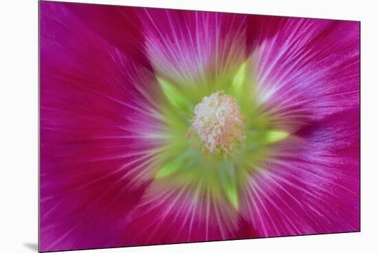 USA, Washington State, Seabeck. Hollyhock Blossom Close-up-Don Paulson-Mounted Premium Photographic Print