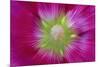 USA, Washington State, Seabeck. Hollyhock Blossom Close-up-Don Paulson-Mounted Premium Photographic Print
