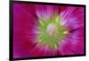 USA, Washington State, Seabeck. Hollyhock Blossom Close-up-Don Paulson-Framed Premium Photographic Print