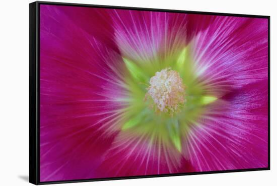 USA, Washington State, Seabeck. Hollyhock Blossom Close-up-Don Paulson-Framed Stretched Canvas