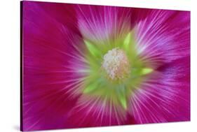 USA, Washington State, Seabeck. Hollyhock Blossom Close-up-Don Paulson-Stretched Canvas