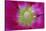 USA, Washington State, Seabeck. Hollyhock Blossom Close-up-Don Paulson-Stretched Canvas