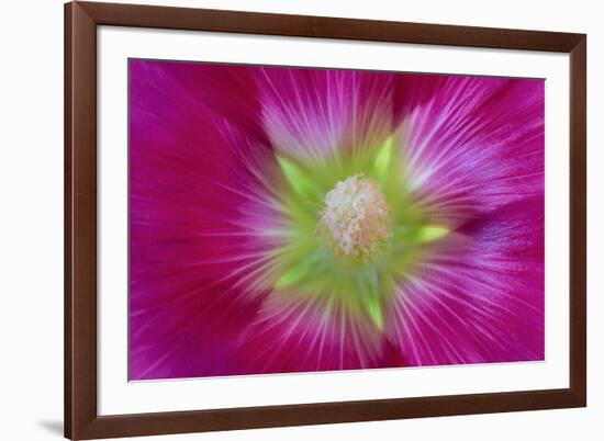 USA, Washington State, Seabeck. Hollyhock Blossom Close-up-Don Paulson-Framed Photographic Print