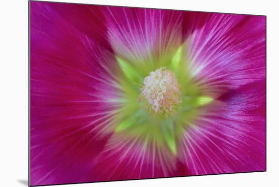 USA, Washington State, Seabeck. Hollyhock Blossom Close-up-Don Paulson-Mounted Photographic Print