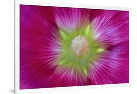 USA, Washington State, Seabeck. Hollyhock Blossom Close-up-Don Paulson-Framed Photographic Print