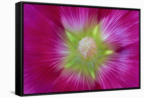 USA, Washington State, Seabeck. Hollyhock Blossom Close-up-Don Paulson-Framed Stretched Canvas