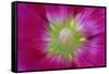 USA, Washington State, Seabeck. Hollyhock Blossom Close-up-Don Paulson-Framed Stretched Canvas
