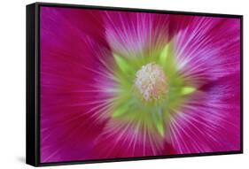 USA, Washington State, Seabeck. Hollyhock Blossom Close-up-Don Paulson-Framed Stretched Canvas