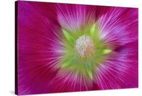 USA, Washington State, Seabeck. Hollyhock Blossom Close-up-Don Paulson-Stretched Canvas