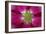 USA, Washington State, Seabeck. Hollyhock Blossom Composite-Don Paulson-Framed Photographic Print