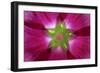 USA, Washington State, Seabeck. Hollyhock Blossom Composite-Don Paulson-Framed Photographic Print