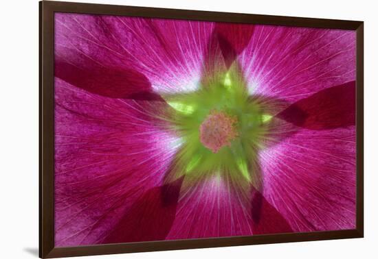 USA, Washington State, Seabeck. Hollyhock Blossom Composite-Don Paulson-Framed Photographic Print