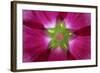 USA, Washington State, Seabeck. Hollyhock Blossom Composite-Don Paulson-Framed Photographic Print