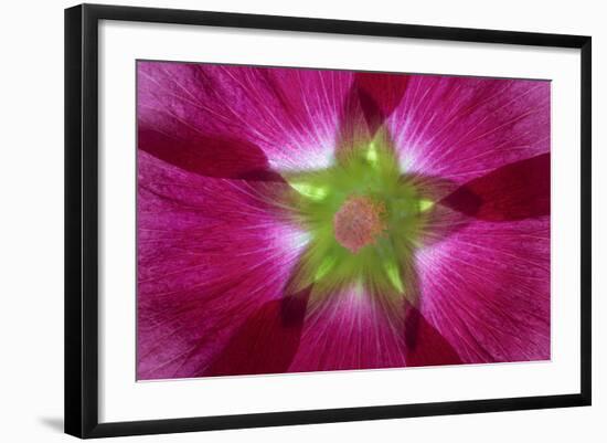 USA, Washington State, Seabeck. Hollyhock Blossom Composite-Don Paulson-Framed Photographic Print
