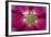 USA, Washington State, Seabeck. Hollyhock Blossom Composite-Don Paulson-Framed Photographic Print