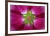 USA, Washington State, Seabeck. Hollyhock Blossom Composite-Don Paulson-Framed Photographic Print