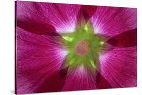 USA, Washington State, Seabeck. Hollyhock Blossom Composite-Don Paulson-Stretched Canvas