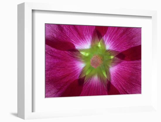 USA, Washington State, Seabeck. Hollyhock Blossom Composite-Don Paulson-Framed Photographic Print