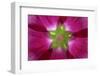 USA, Washington State, Seabeck. Hollyhock Blossom Composite-Don Paulson-Framed Photographic Print