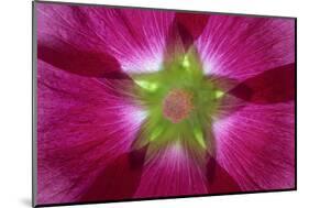 USA, Washington State, Seabeck. Hollyhock Blossom Composite-Don Paulson-Mounted Photographic Print