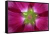 USA, Washington State, Seabeck. Hollyhock Blossom Composite-Don Paulson-Framed Stretched Canvas