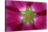 USA, Washington State, Seabeck. Hollyhock Blossom Composite-Don Paulson-Stretched Canvas