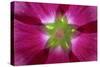 USA, Washington State, Seabeck. Hollyhock Blossom Composite-Don Paulson-Stretched Canvas