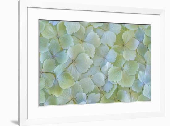 USA, Washington State, Seabeck. Hydrangea blossoms close-up.-Jaynes Gallery-Framed Photographic Print
