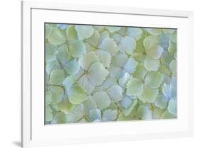 USA, Washington State, Seabeck. Hydrangea blossoms close-up.-Jaynes Gallery-Framed Photographic Print