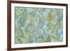 USA, Washington State, Seabeck. Hydrangea blossoms close-up.-Jaynes Gallery-Framed Photographic Print