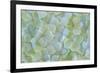 USA, Washington State, Seabeck. Hydrangea blossoms close-up.-Jaynes Gallery-Framed Photographic Print