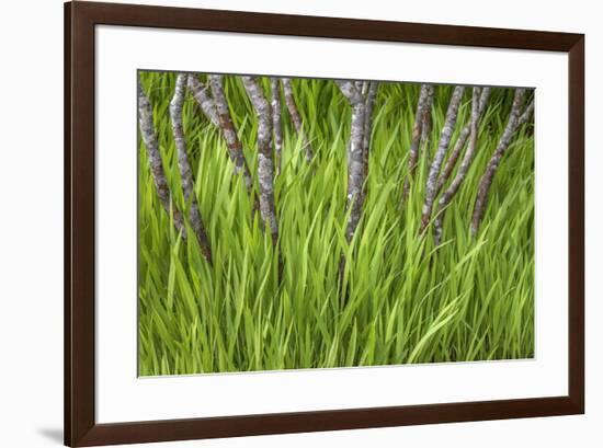 USA, Washington State, Seabeck. Iris plant and vine maple tree.-Jaynes Gallery-Framed Photographic Print