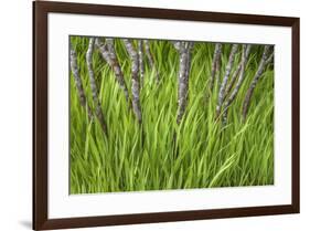 USA, Washington State, Seabeck. Iris plant and vine maple tree.-Jaynes Gallery-Framed Photographic Print