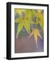 USA, Washington State, Seabeck. Japanese maple leaves after autumn rainstorm.-Jaynes Gallery-Framed Photographic Print