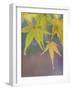 USA, Washington State, Seabeck. Japanese maple leaves after autumn rainstorm.-Jaynes Gallery-Framed Photographic Print