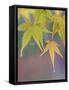 USA, Washington State, Seabeck. Japanese maple leaves after autumn rainstorm.-Jaynes Gallery-Framed Stretched Canvas