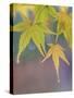 USA, Washington State, Seabeck. Japanese maple leaves after autumn rainstorm.-Jaynes Gallery-Stretched Canvas