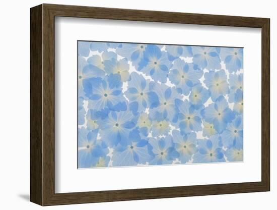 USA, Washington State, Seabeck. Layout of hydrangea blossoms.-Jaynes Gallery-Framed Photographic Print