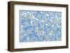 USA, Washington State, Seabeck. Layout of hydrangea blossoms.-Jaynes Gallery-Framed Photographic Print