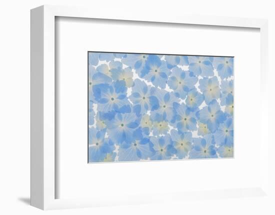 USA, Washington State, Seabeck. Layout of hydrangea blossoms.-Jaynes Gallery-Framed Photographic Print