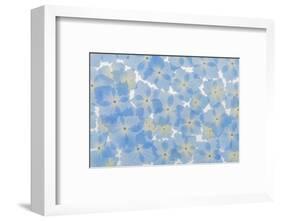 USA, Washington State, Seabeck. Layout of hydrangea blossoms.-Jaynes Gallery-Framed Photographic Print
