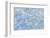 USA, Washington State, Seabeck. Layout of hydrangea blossoms.-Jaynes Gallery-Framed Photographic Print