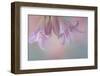 USA, Washington State, Seabeck. Lily blossoms close-up.-Jaynes Gallery-Framed Photographic Print