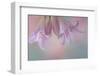 USA, Washington State, Seabeck. Lily blossoms close-up.-Jaynes Gallery-Framed Photographic Print
