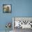 USA, Washington State, Seabeck. Mallard Duck Chick Close-up-Don Paulson-Framed Stretched Canvas displayed on a wall
