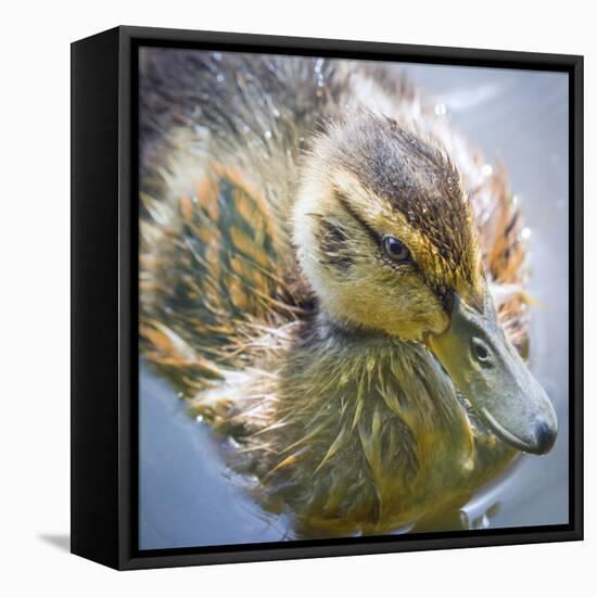 USA, Washington State, Seabeck. Mallard Duck Chick Close-up-Don Paulson-Framed Stretched Canvas