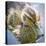 USA, Washington State, Seabeck. Mallard Duck Chick Close-up-Don Paulson-Stretched Canvas