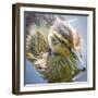 USA, Washington State, Seabeck. Mallard Duck Chick Close-up-Don Paulson-Framed Photographic Print