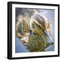 USA, Washington State, Seabeck. Mallard Duck Chick Close-up-Don Paulson-Framed Photographic Print