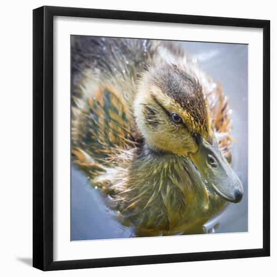 USA, Washington State, Seabeck. Mallard Duck Chick Close-up-Don Paulson-Framed Photographic Print